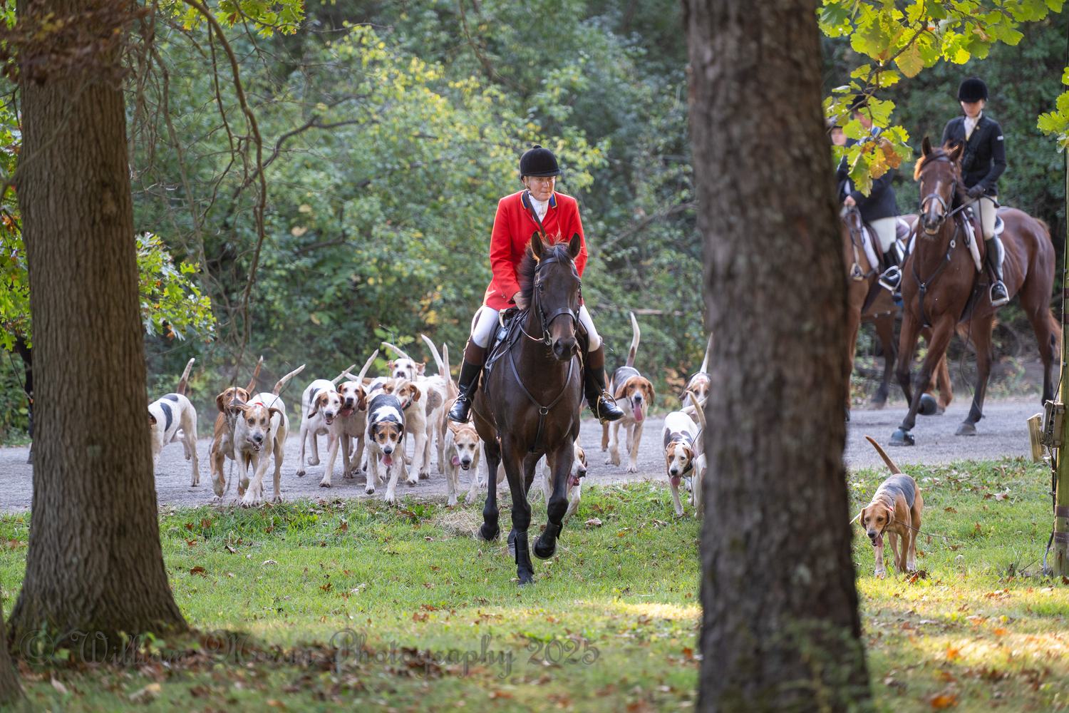 A huntsman in scarlet leads hounds through the trees