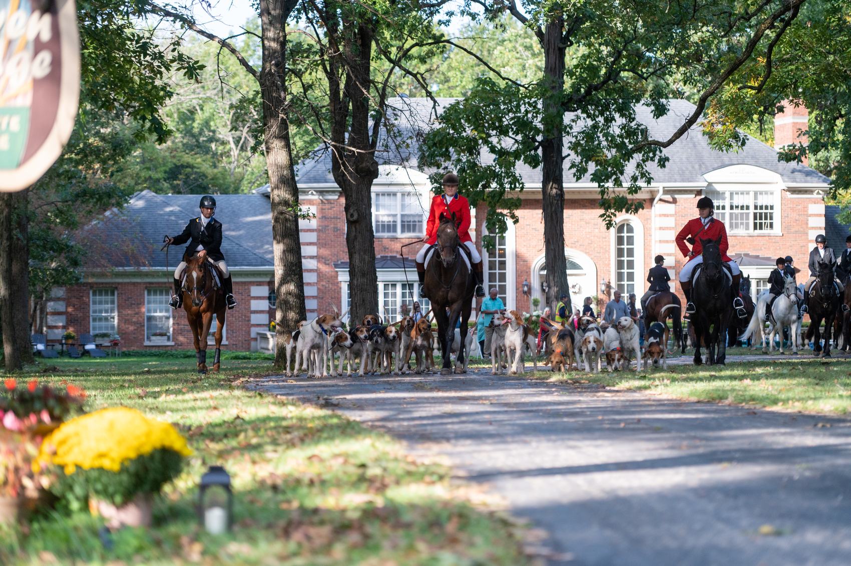 Riders in scarlet coats and a pack of hounds on the drive