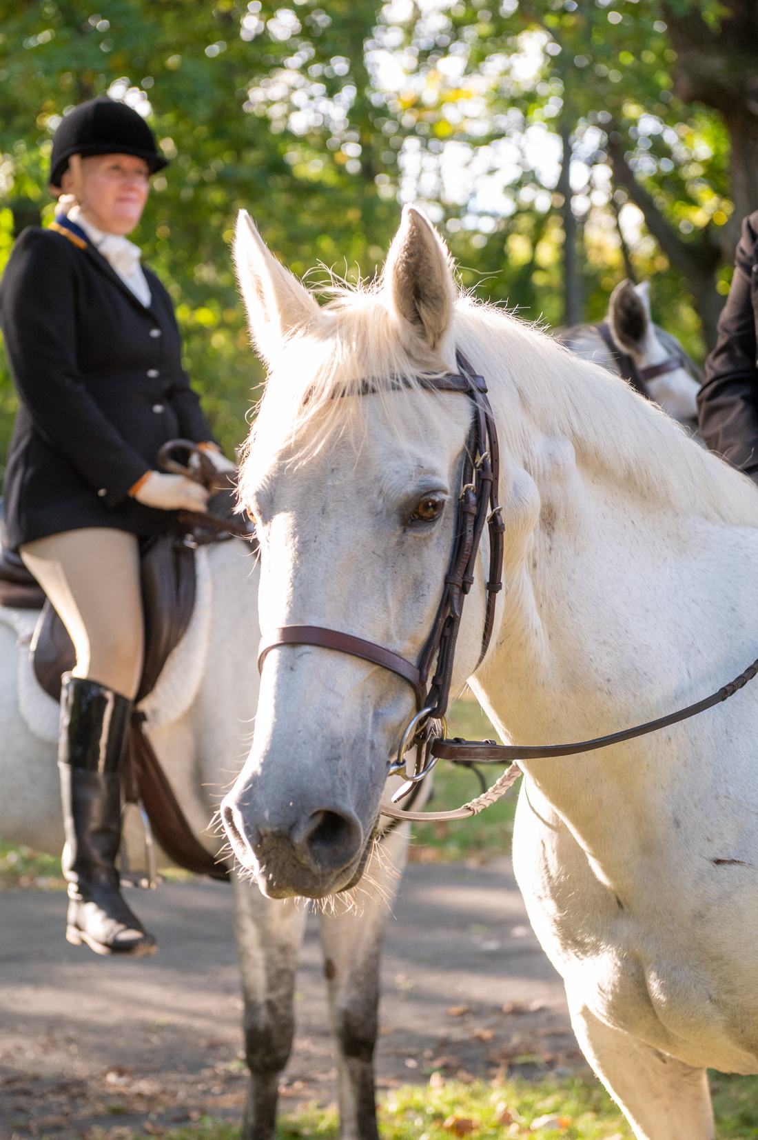 A grey horse in a bridle in golden afternoon light